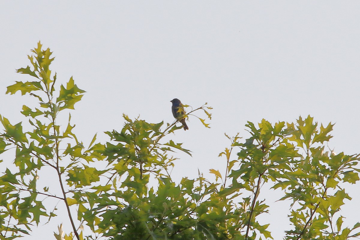 Indigo Bunting - ML627712887