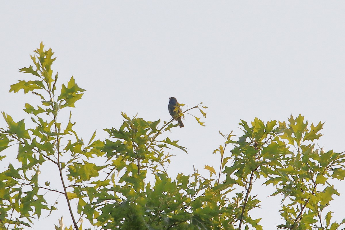 Indigo Bunting - ML627712891