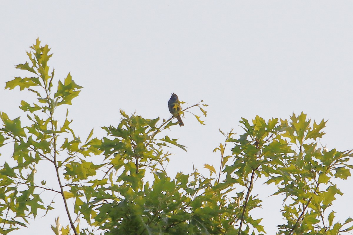 Indigo Bunting - ML627712893