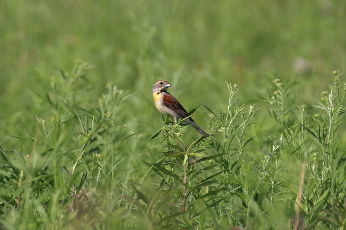 Dickcissel - ML627712926