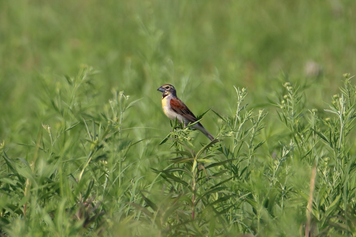 Dickcissel - ML627712930