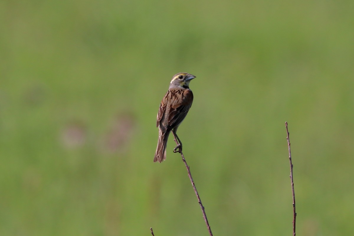 Dickcissel - ML627712937