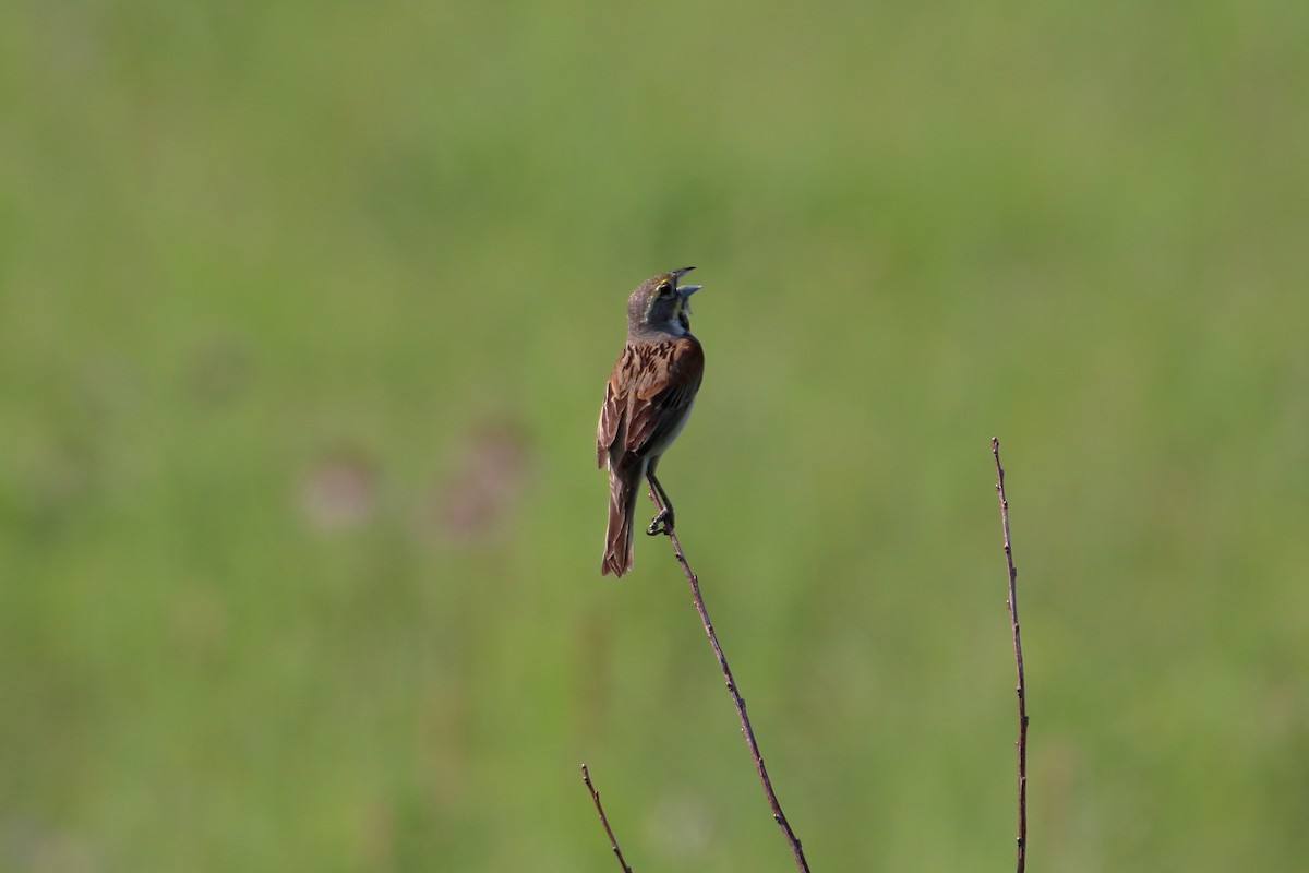 Dickcissel - ML627712939