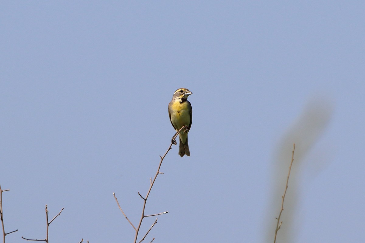 Dickcissel - ML627712961