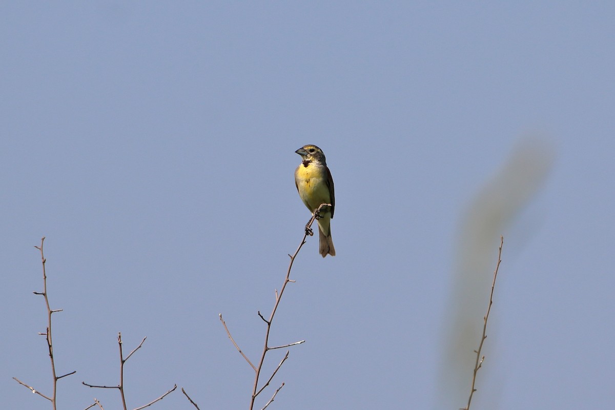 Dickcissel - ML627712967