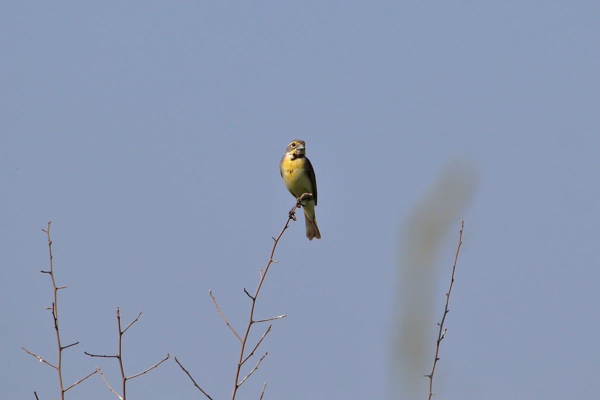Dickcissel - ML627712971
