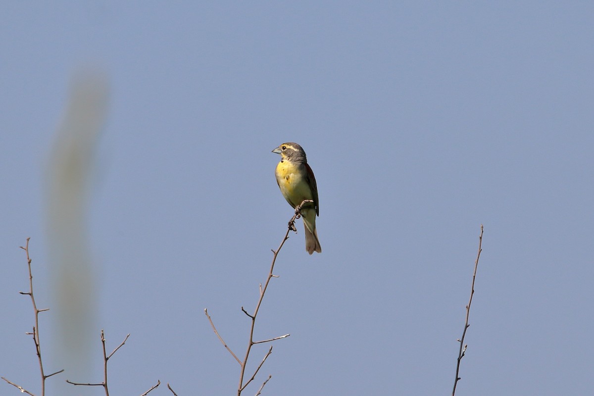 Dickcissel - ML627712972