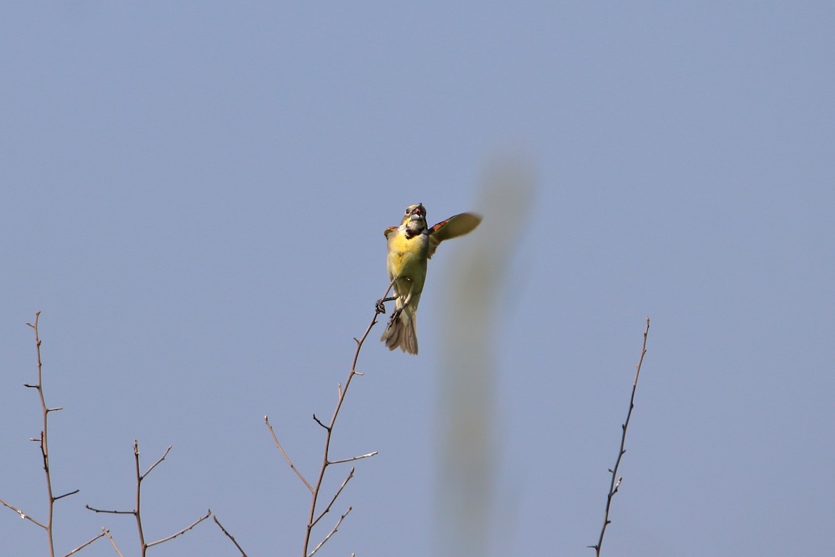 Dickcissel - ML627712990