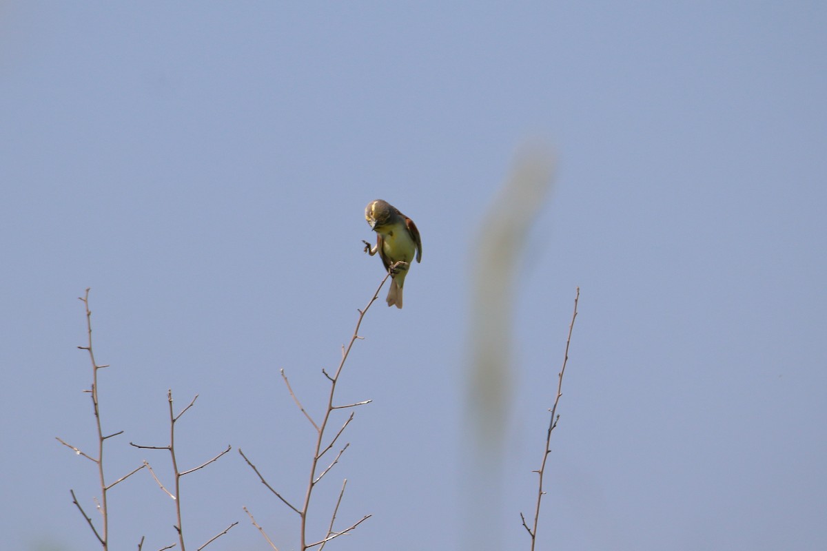 Dickcissel - ML627712995