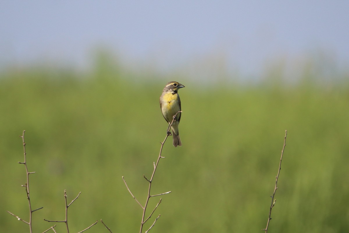 Dickcissel - ML627713000