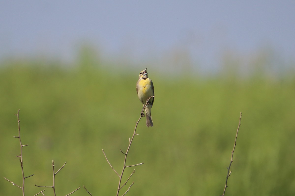 Dickcissel - ML627713002