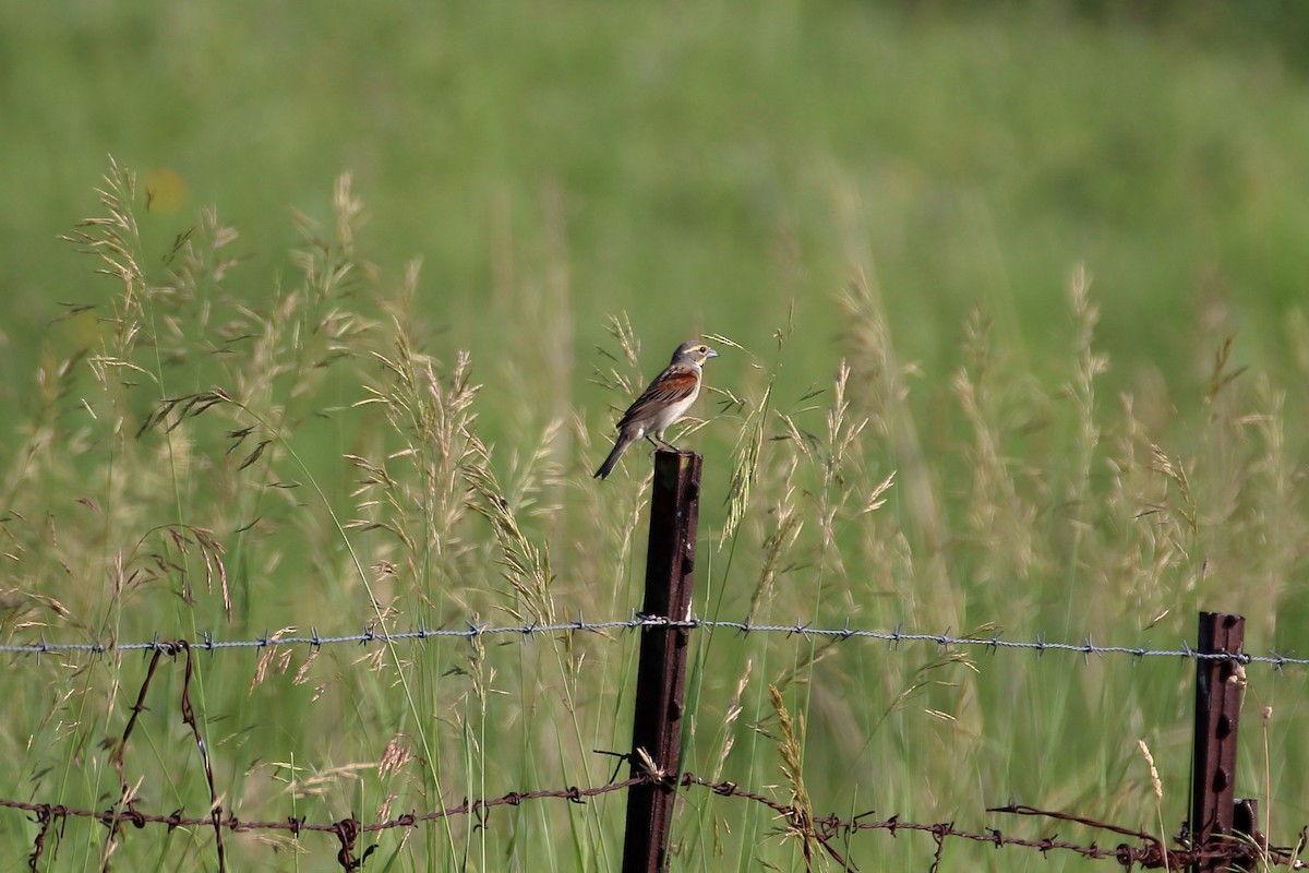 Dickcissel - ML627713018