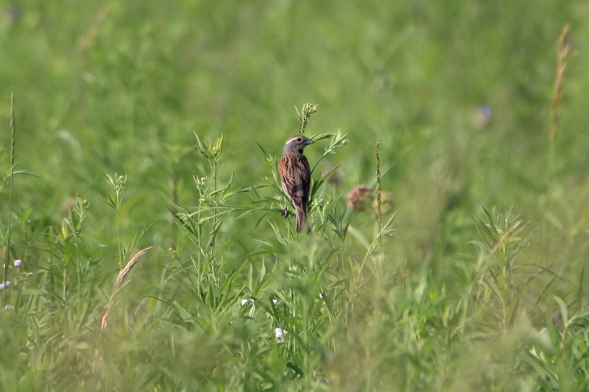 Dickcissel - ML627713021