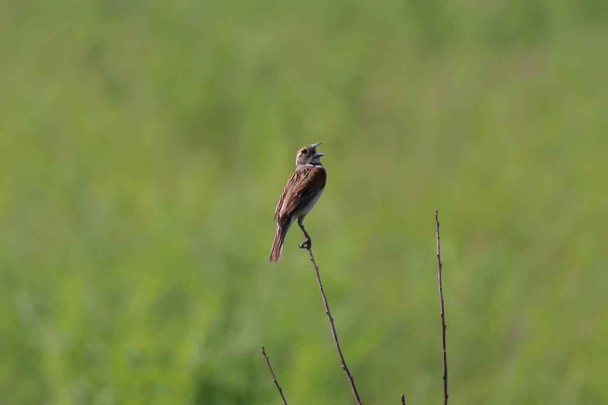 Dickcissel - ML627713046