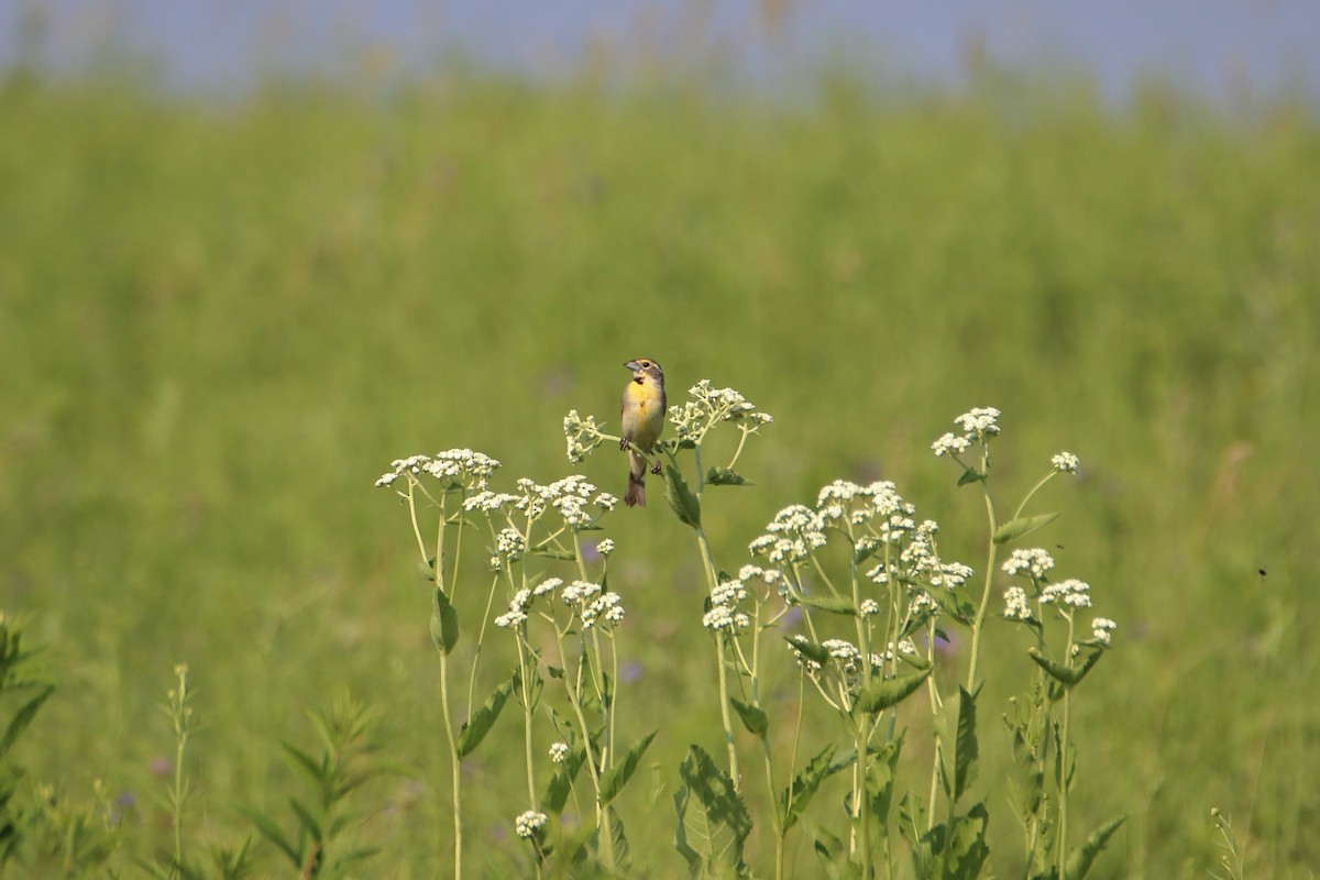 Dickcissel - ML627713104