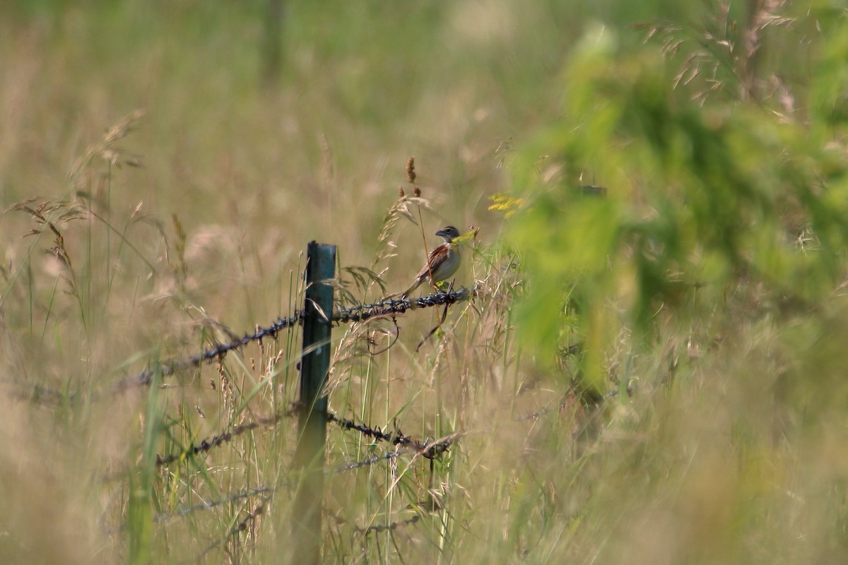 Dickcissel - ML627713118