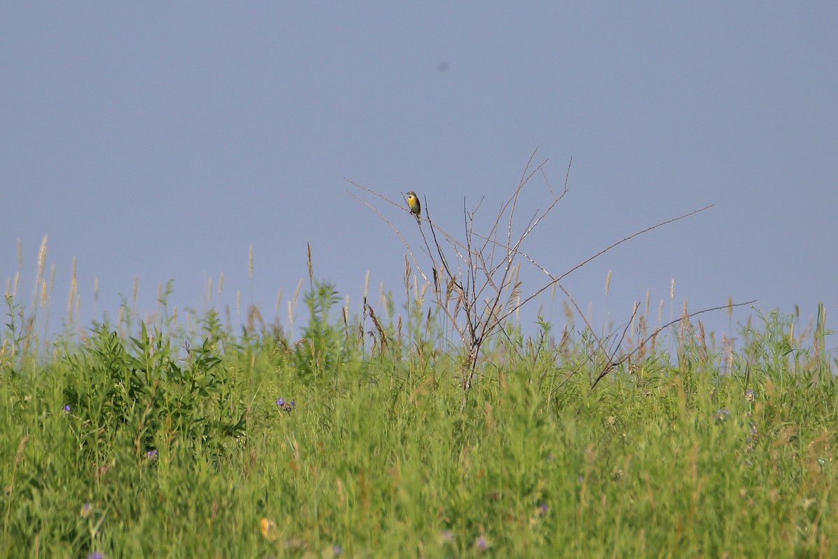 Dickcissel - ML627713121