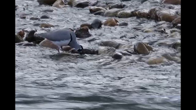 Ibisbill - ML627713124