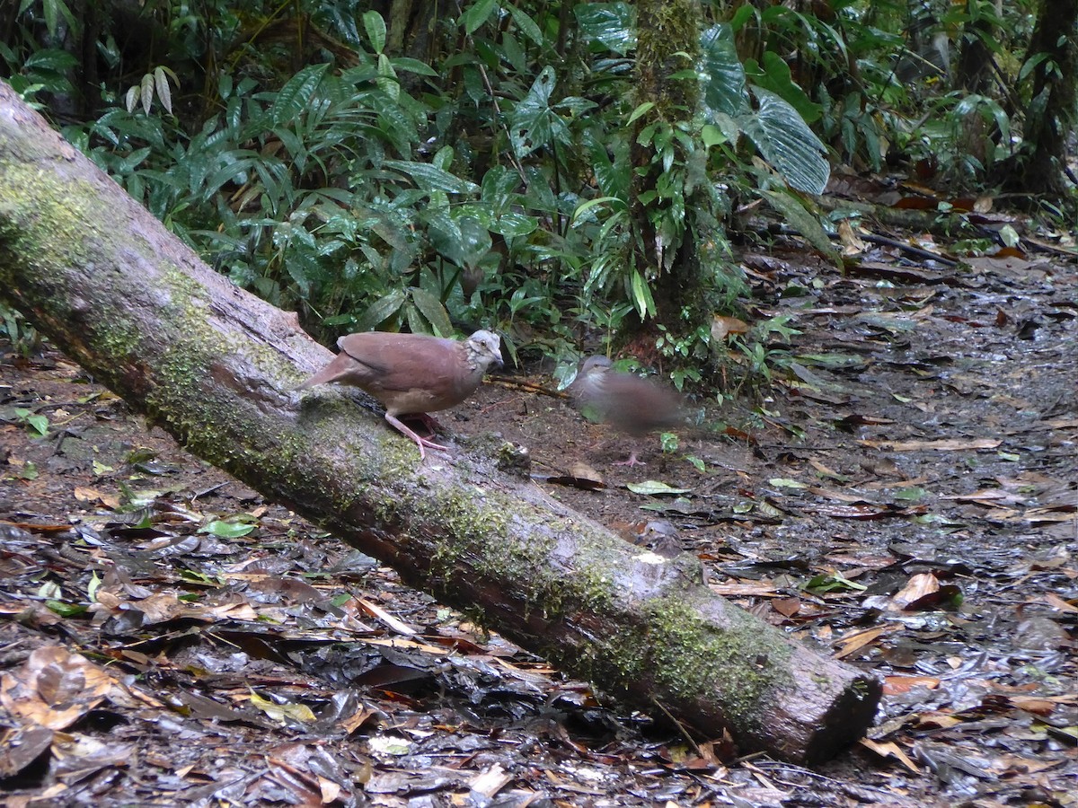 White-throated Quail-Dove - ML627713218