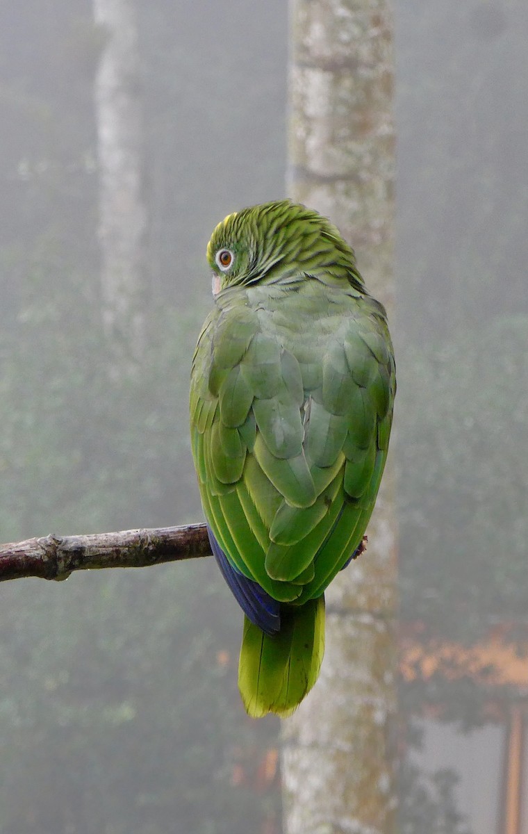 Yellow-crowned Amazon - ML627713235