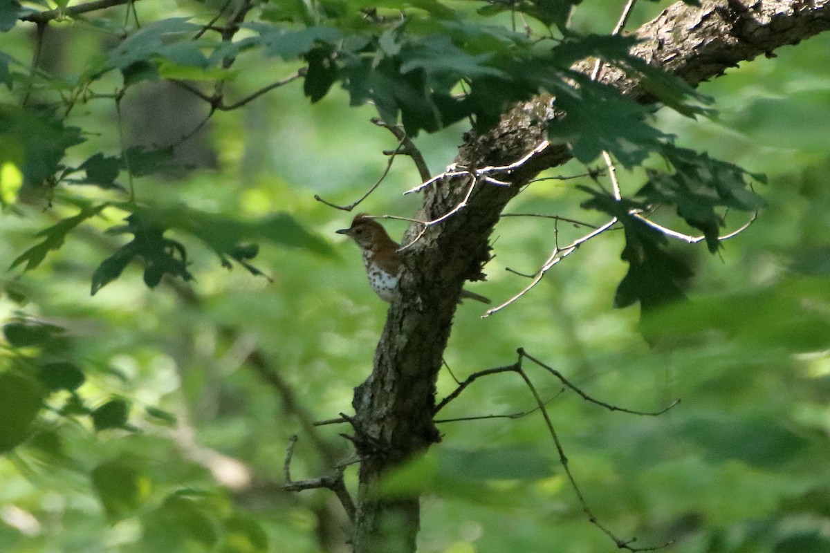 Wood Thrush - ML627713236