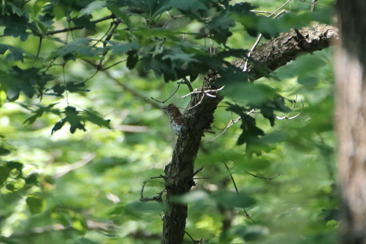Wood Thrush - ML627713239