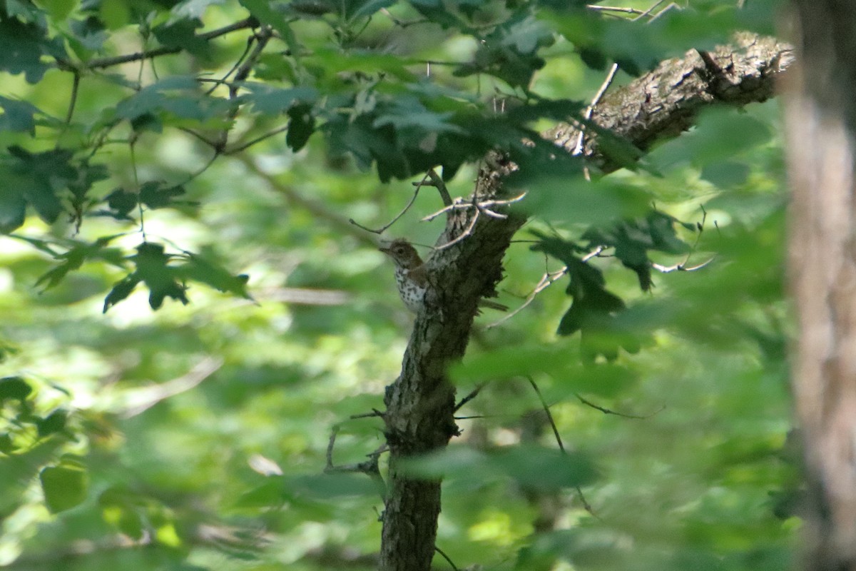 Wood Thrush - ML627713240