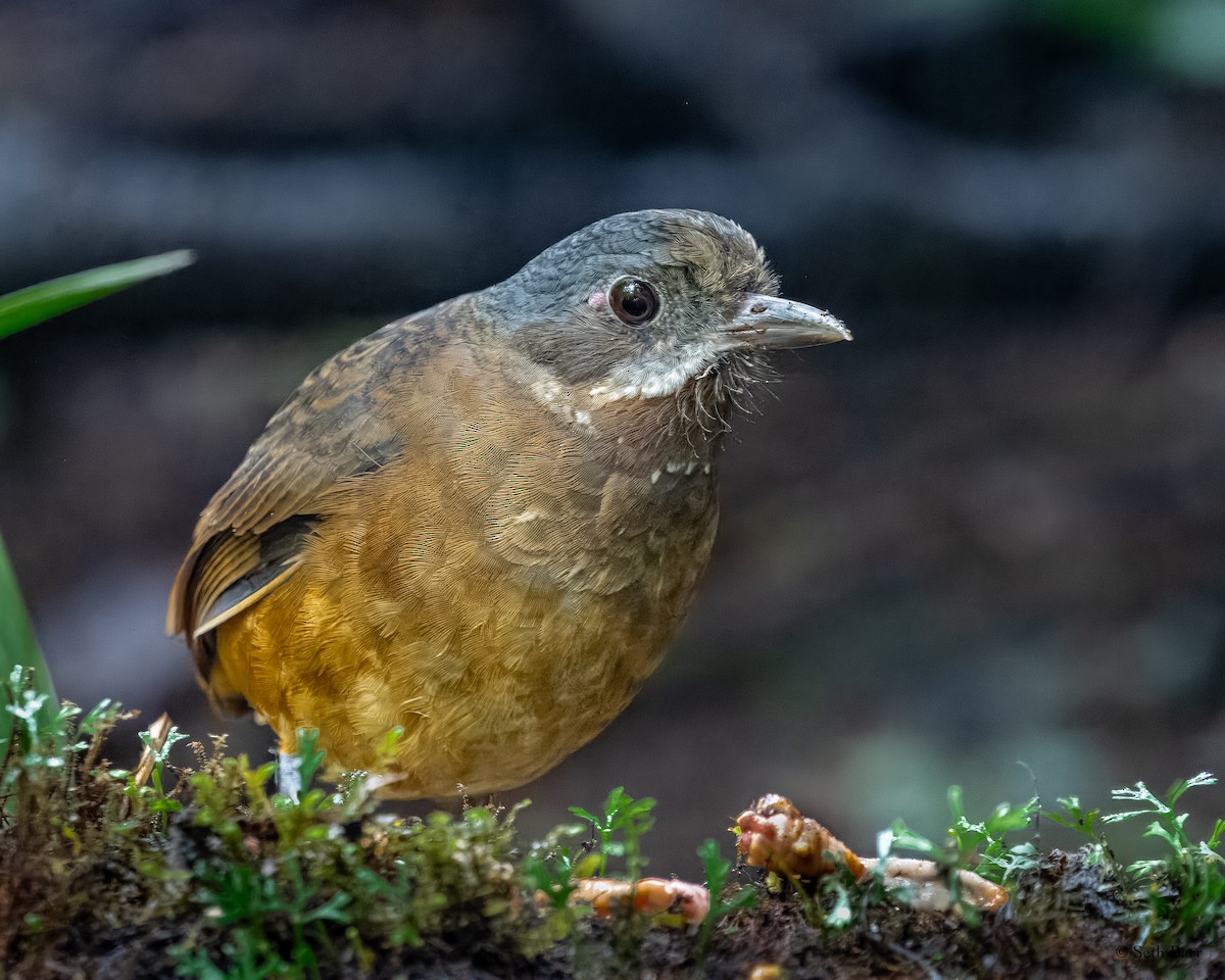 Moustached Antpitta - ML627713267