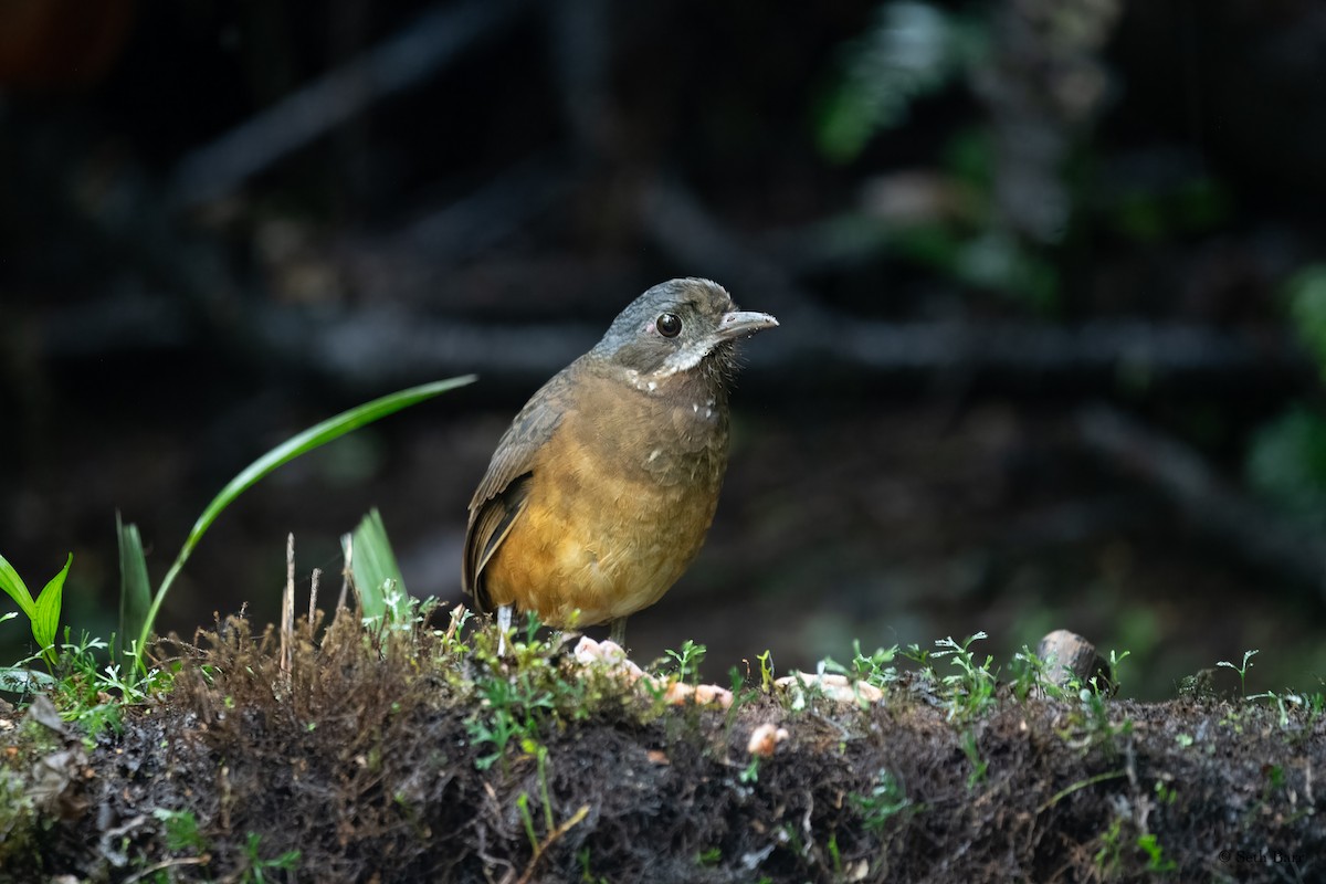 Moustached Antpitta - ML627713268