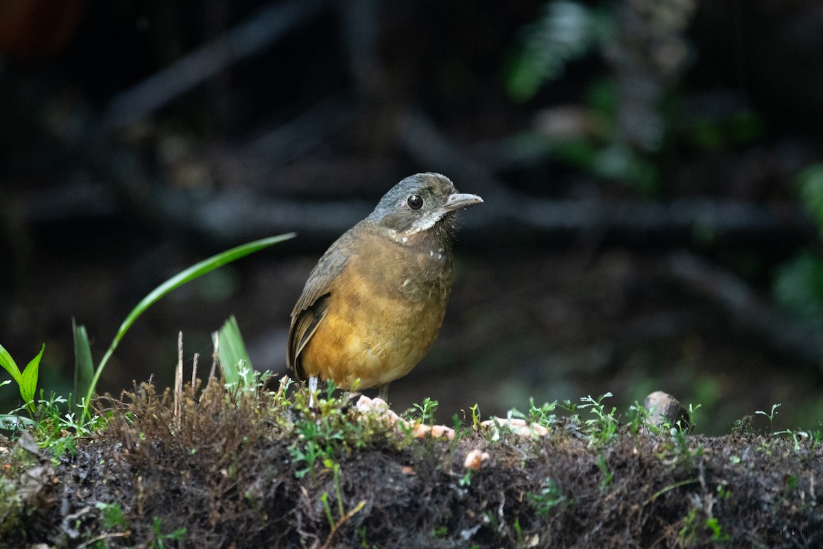 Moustached Antpitta - ML627713269