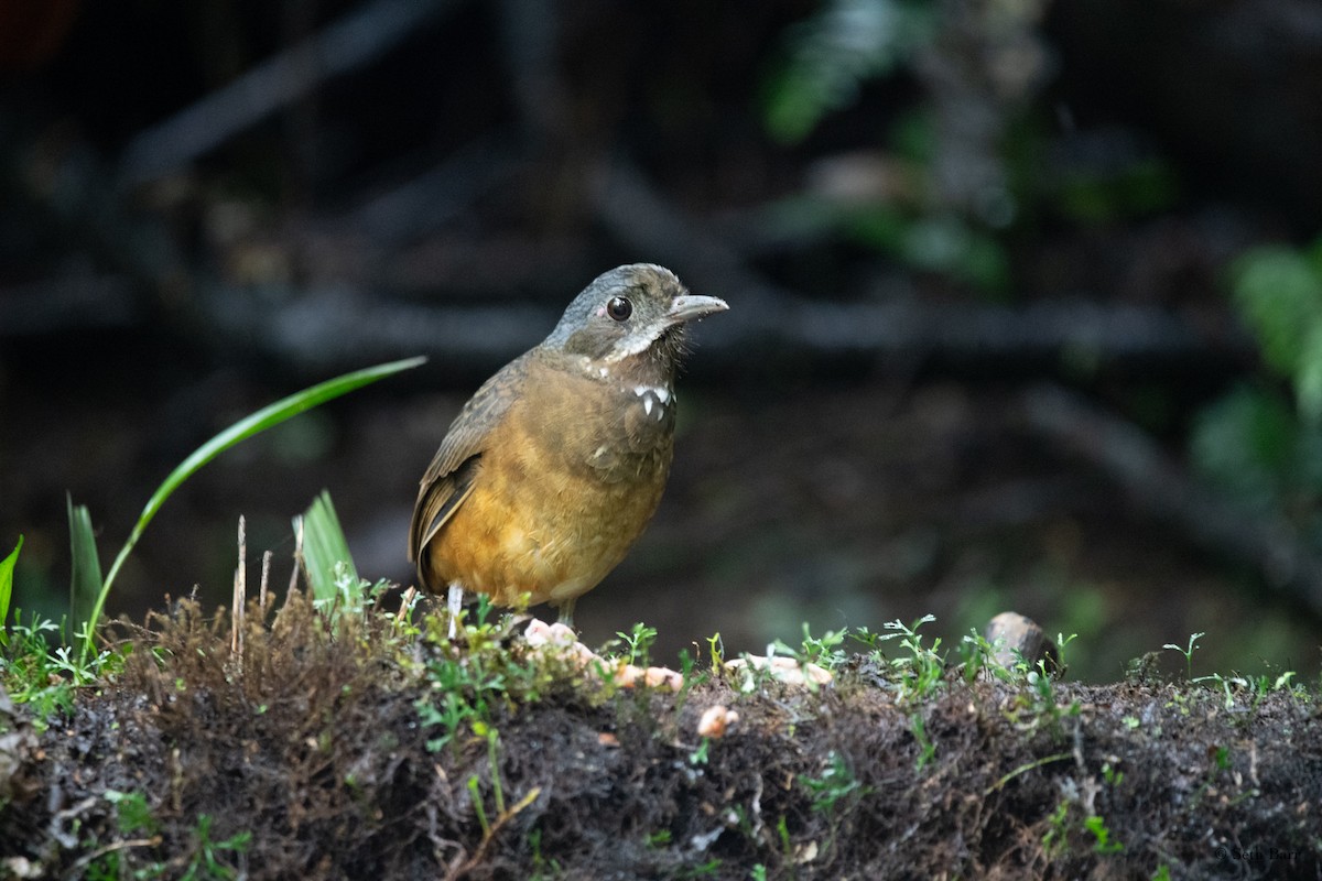 Moustached Antpitta - ML627713270