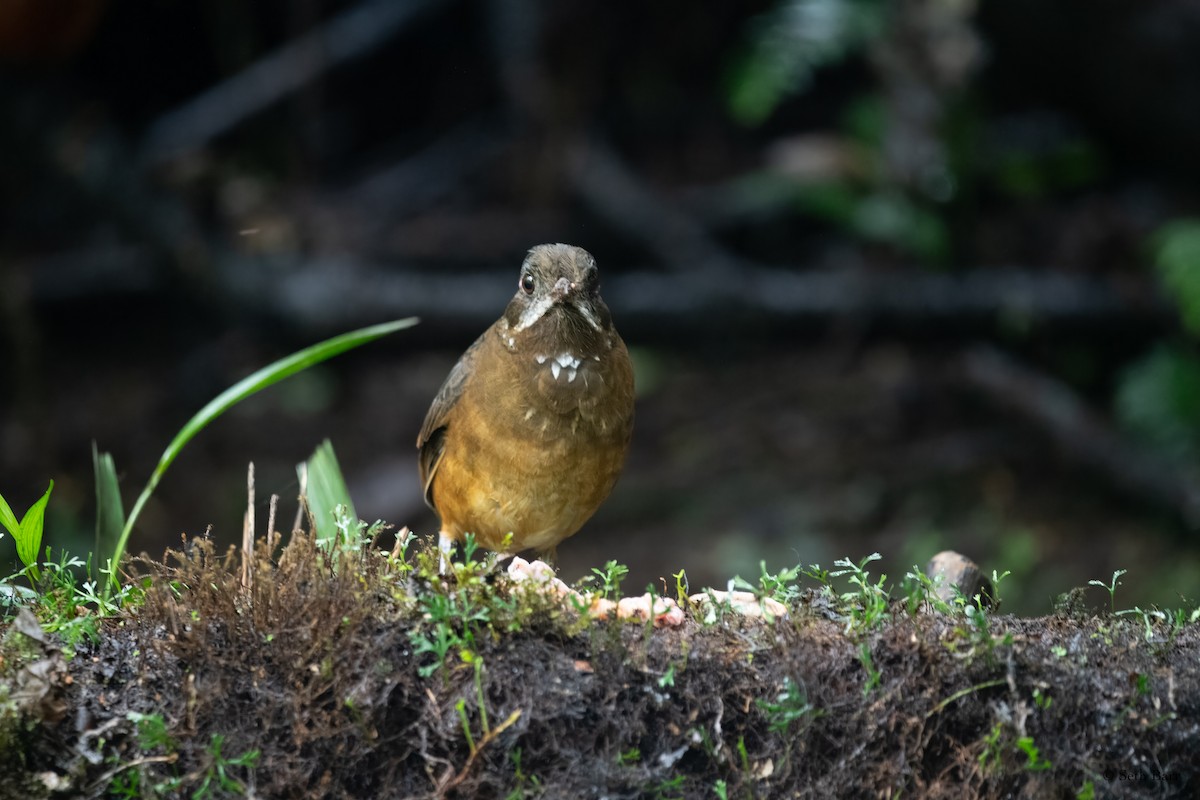 Moustached Antpitta - ML627713271