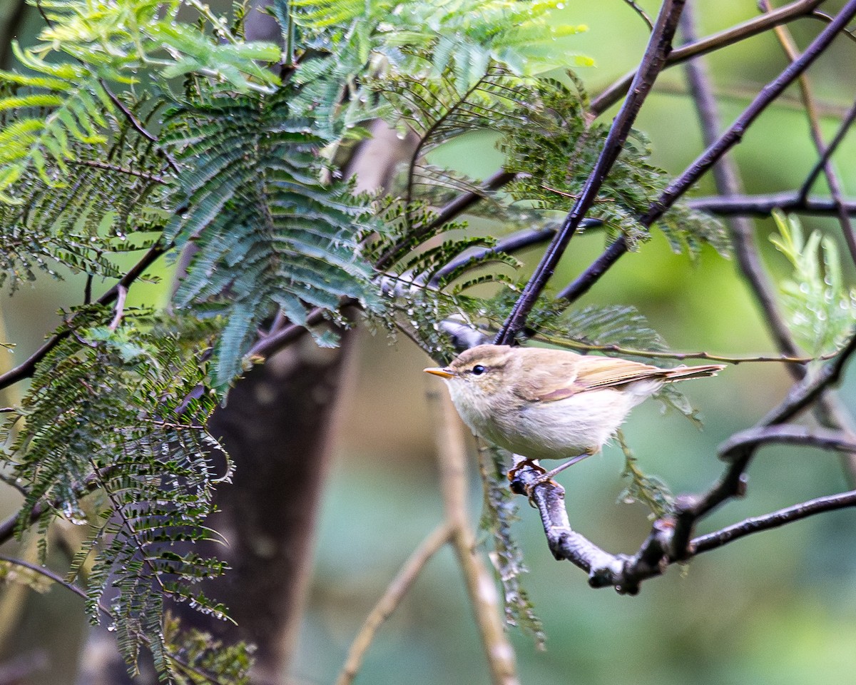 Green Warbler - ML627713309