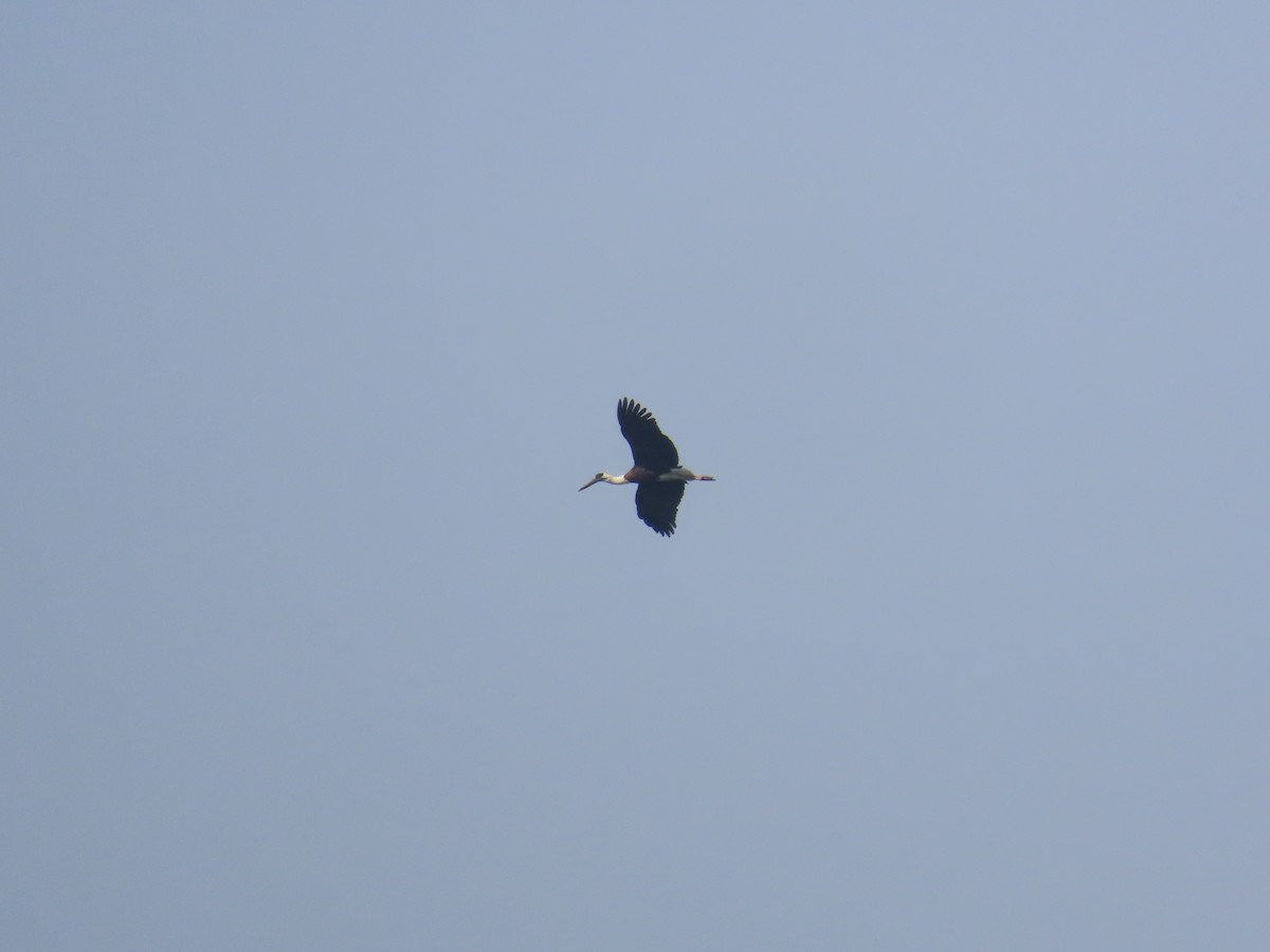 Asian Woolly-necked Stork - ML627713350