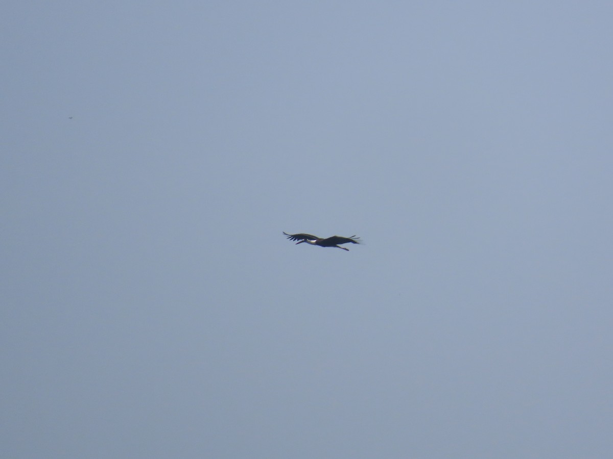 Asian Woolly-necked Stork - ML627713352