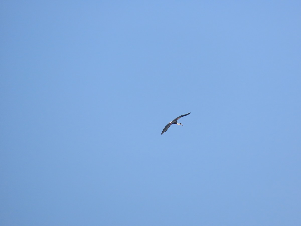 Asian Woolly-necked Stork - ML627713353