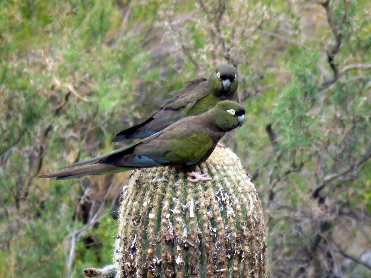 Conure de Patagonie - ML627713394