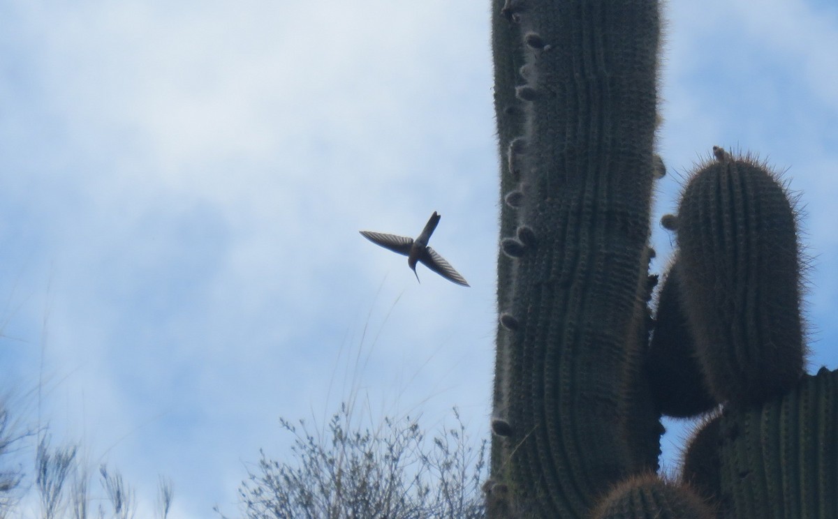 Colibri géant - ML627713404