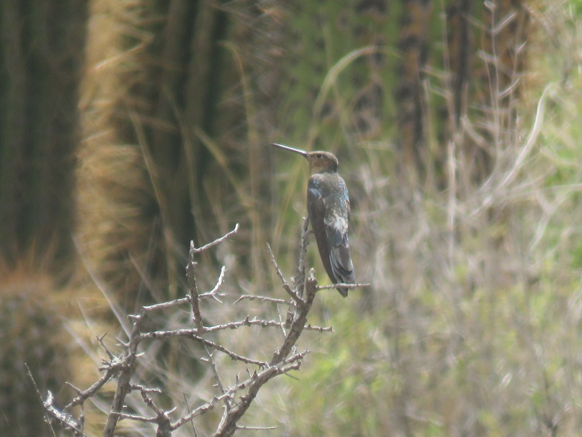 Colibri géant - ML627713414