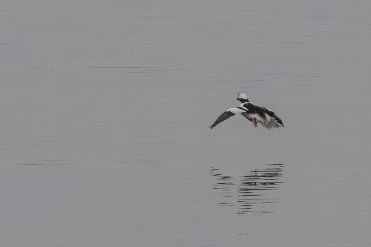 Bufflehead - ML627713424