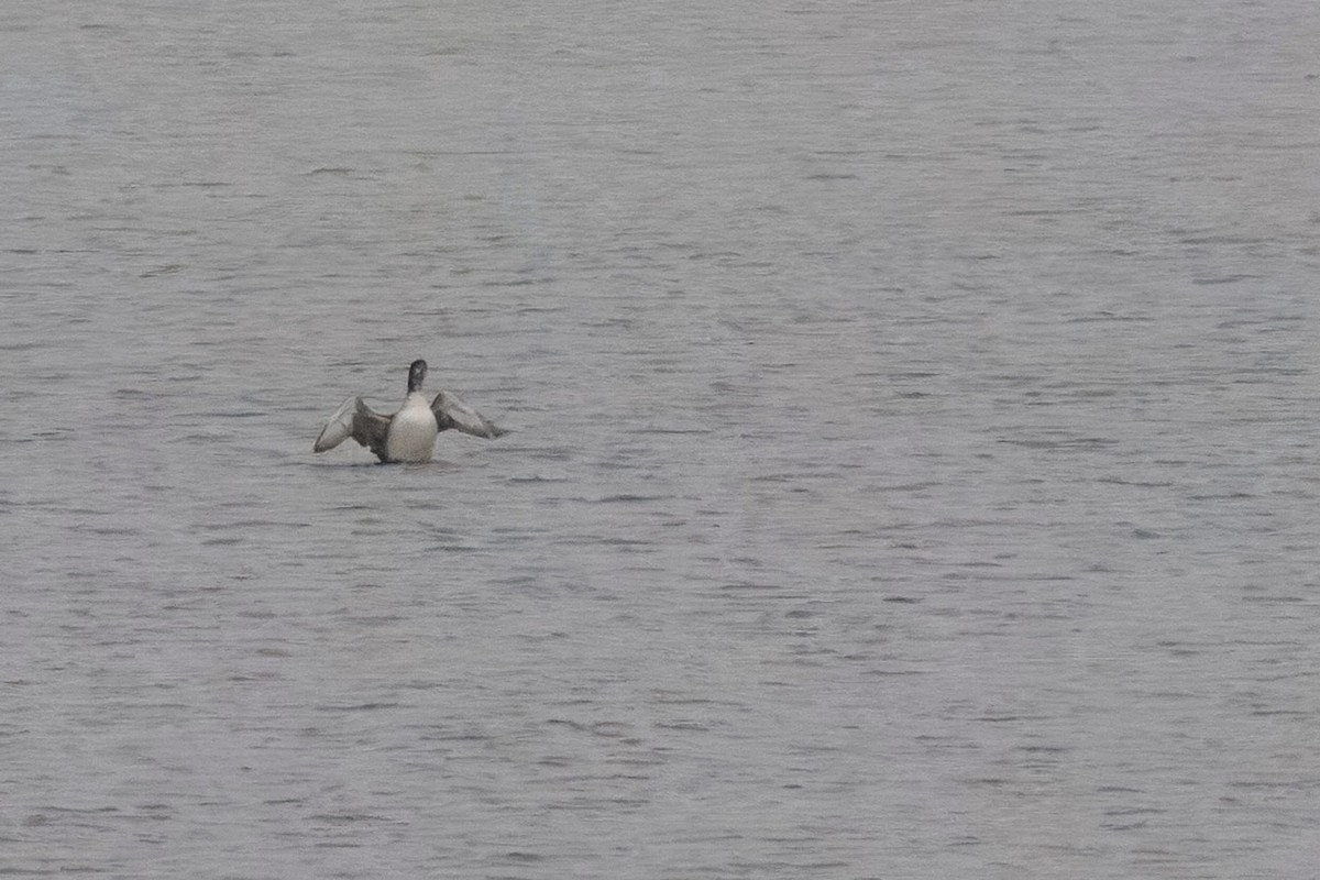 Common Loon - ML627713467