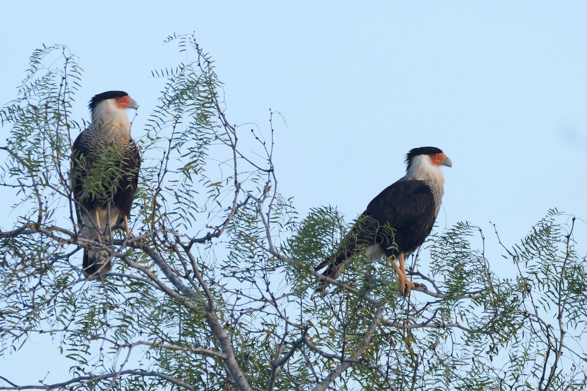 Crested Caracara - ML627713492