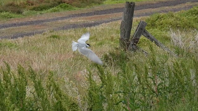 Whiskered Tern - ML627713548