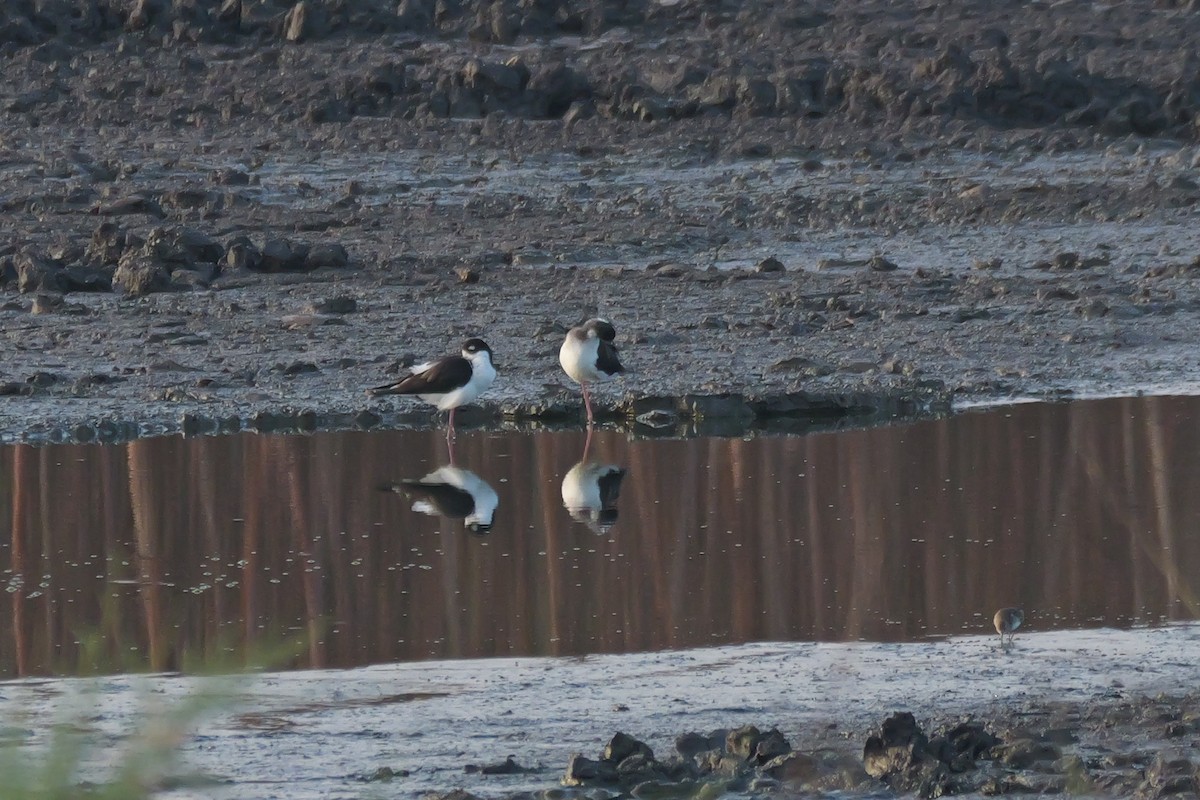 Black-necked Stilt - ML627713559