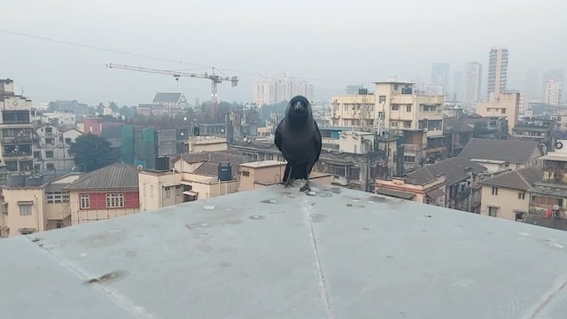 House Crow - ML627713583