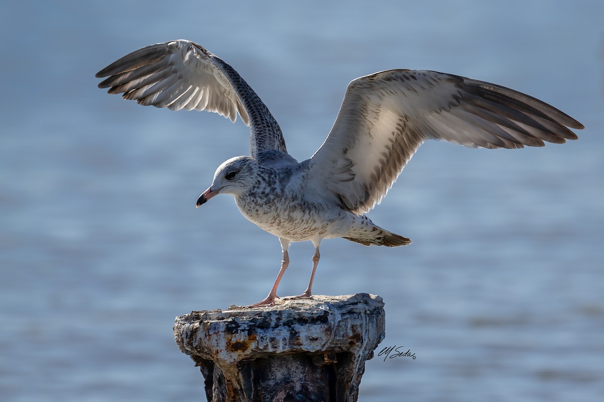 Ring-billed Gull - ML627713614