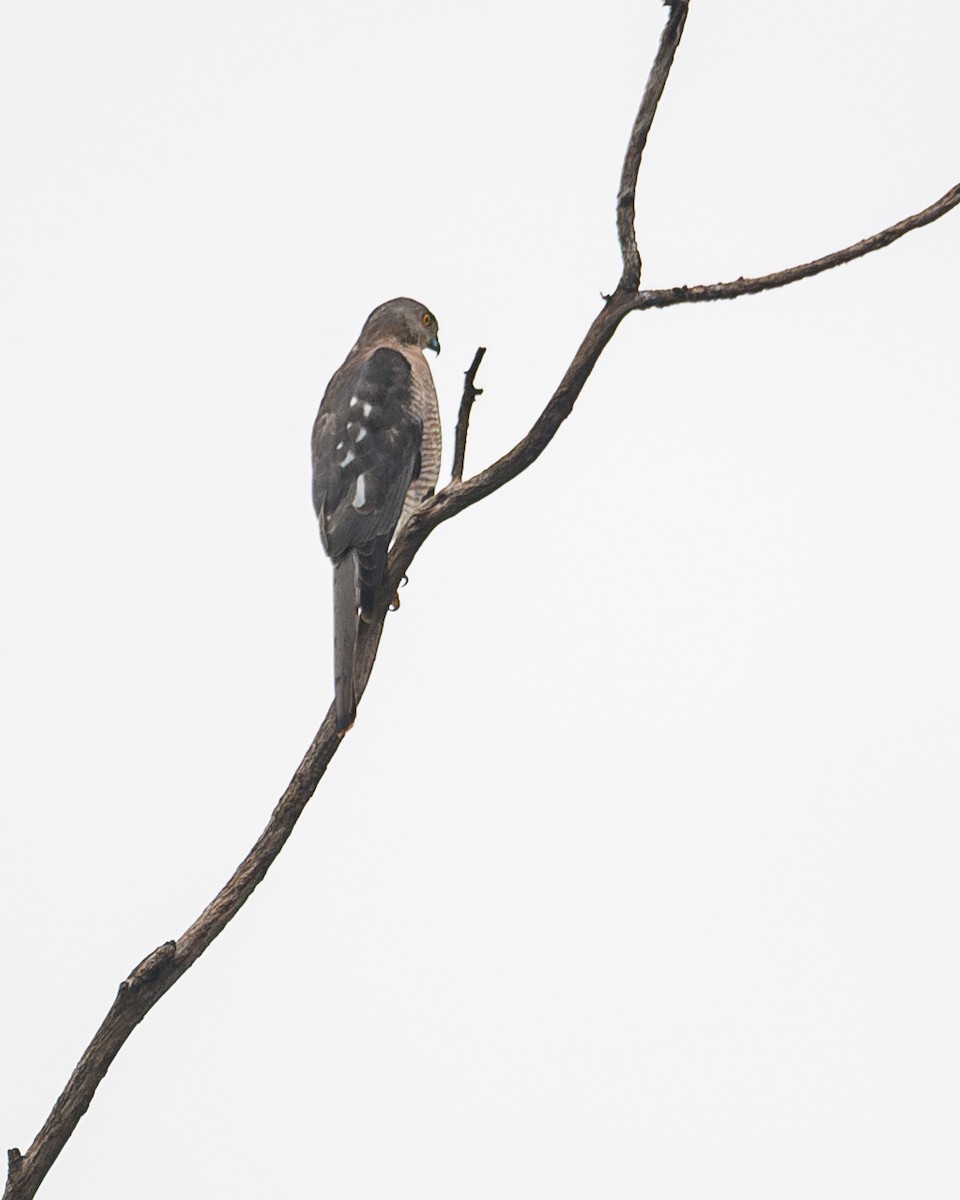 Shikra - ML627713627