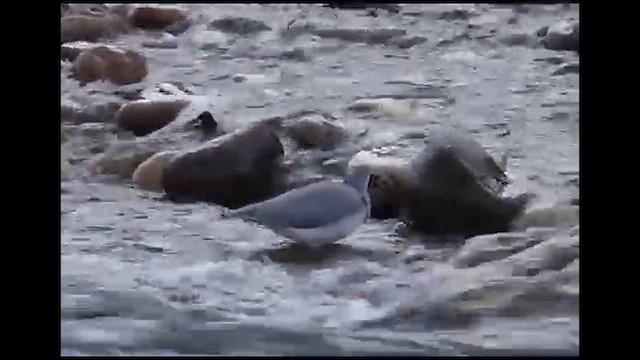 Ibisbill - ML627713640