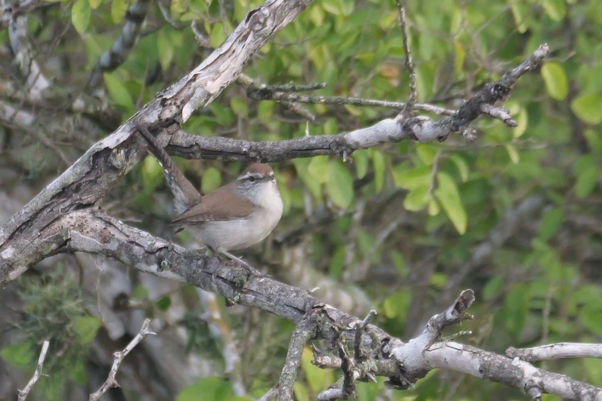 Bewick's Wren - ML627713643