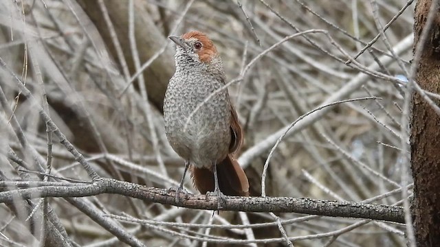 Rufous Bristlebird - ML627713660